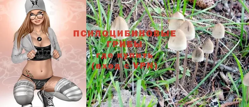 цены наркотик  Богданович  Псилоцибиновые грибы Magic Shrooms 